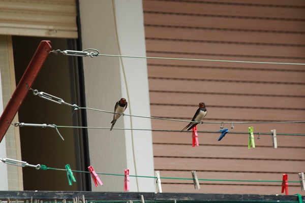 Cat1 3rA Teo Milán Estruch Estenent la roba
