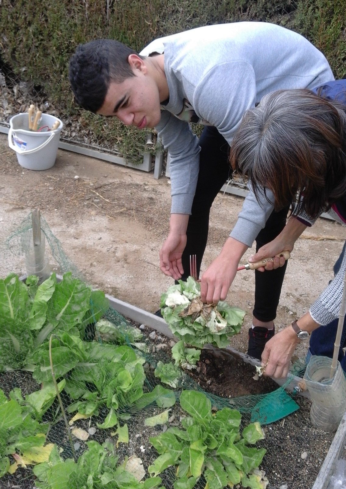 hort enciams2